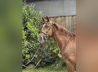 German Sport Horse, Gelding, 9 years, 16.1 hh, Chestnut