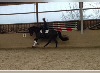German Sport Horse, Gelding, 9 years, 16.2 hh, Bay-Dark