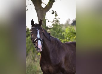 German Sport Horse, Gelding, 9 years, 16.2 hh, Bay-Dark