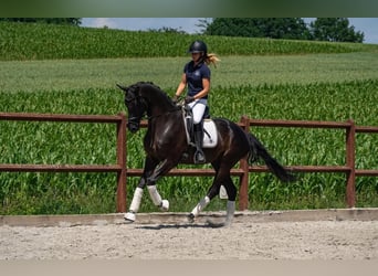 German Sport Horse, Gelding, 9 years, 16.2 hh, Black