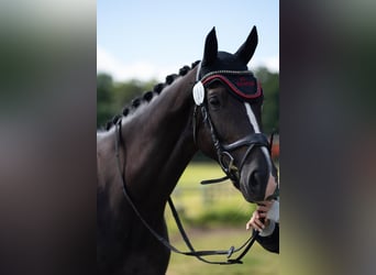 German Sport Horse, Gelding, 9 years, 16.2 hh, Black