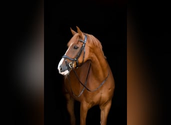 German Sport Horse, Gelding, 9 years, 16.2 hh, Chestnut-Red