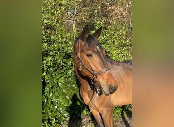 German Sport Horse, Gelding, 9 years, 16 hh, Brown