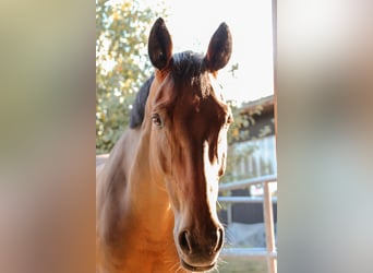 German Sport Horse, Gelding, 9 years, 16 hh, Brown