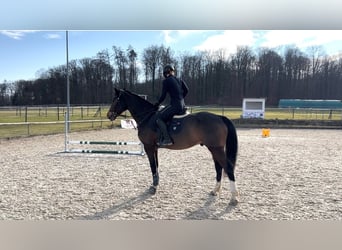 German Sport Horse, Gelding, 9 years, 16 hh, Brown