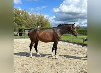 German Sport Horse, Gelding, 9 years, 16 hh, Brown
