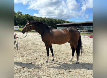 German Sport Horse, Gelding, 9 years, 16 hh, Brown