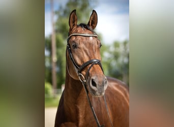 German Sport Horse, Gelding, 9 years, 17.1 hh, Brown