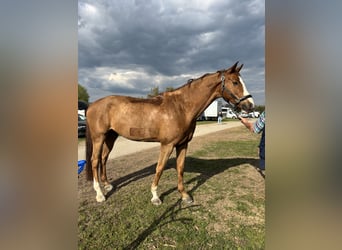 German Sport Horse, Gelding, 9 years, 17.1 hh, Chestnut-Red