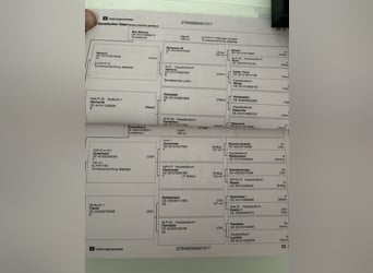 German Sport Horse, Gelding, 9 years, 17.2 hh, Brown