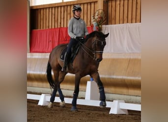 German Sport Horse, Gelding, 9 years, 17.2 hh, Brown