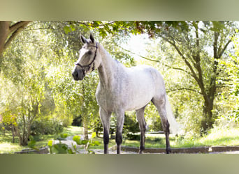 German Sport Horse, Gelding, 9 years, 17.2 hh, Gray