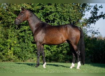 German Sport Horse, Gelding, 9 years, 17 hh, Bay-Dark