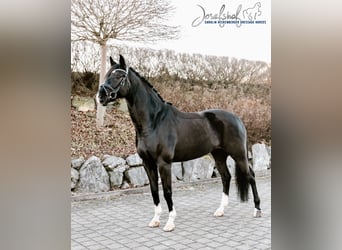 German Sport Horse, Gelding, 9 years, 17 hh, Black