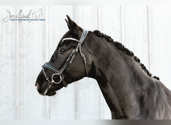 German Sport Horse, Gelding, 9 years, 17 hh, Black