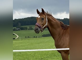 German Sport Horse, Gelding, 9 years, 17 hh, Chestnut-Red