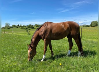 German Sport Horse, Gelding, 9 years, 17 hh, Chestnut-Red