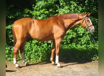 German Sport Horse, Gelding, 9 years, 17 hh, Chestnut-Red