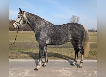 German Sport Horse, Gelding, 9 years, 17 hh, Grey-Dapple