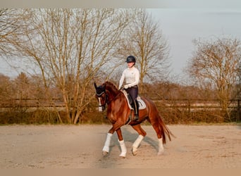 German Sport Horse, Gelding, 9 years, 17,1 hh, Chestnut-Red
