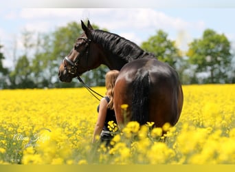 German Sport Horse, Gelding, 9 years, 17,3 hh, Bay-Dark