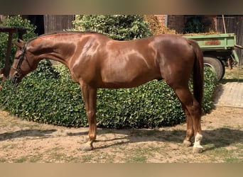 German Sport Horse, Gelding, 9 years, Chestnut