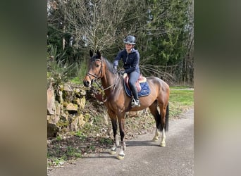 German Sport Horse, Gelding, 9 years