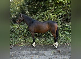German Sport Horse, Gelding, 9 years