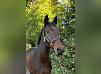 German Sport Horse, Gelding, 9 years