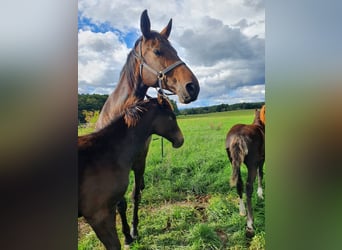 German Sport Horse, Mare, 10 years, 14,2 hh, Bay-Dark