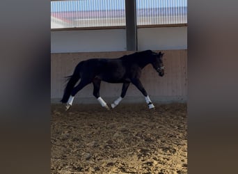 German Sport Horse, Mare, 10 years, 15.2 hh, Bay-Dark