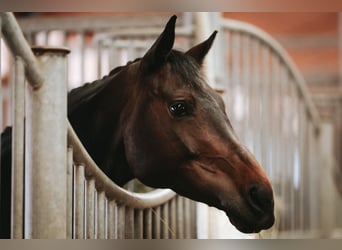 German Sport Horse, Mare, 10 years, 15.3 hh, Bay-Dark