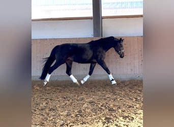 German Sport Horse, Mare, 10 years, 15,2 hh, Bay-Dark