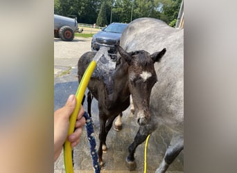 German Sport Horse, Mare, 10 years, 15,2 hh, Grey