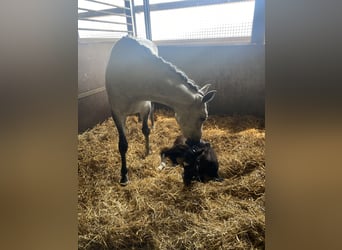 German Sport Horse, Mare, 10 years, 15,2 hh, Grey