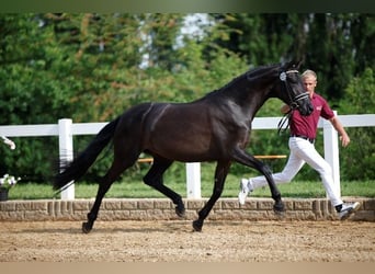 German Sport Horse, Mare, 10 years, 16.1 hh, Black