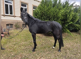 German Sport Horse, Mare, 10 years, 16.1 hh, Black