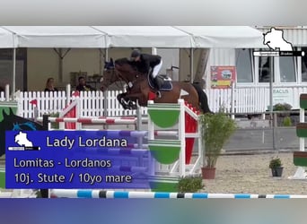 German Sport Horse, Mare, 10 years, 16.1 hh, Brown