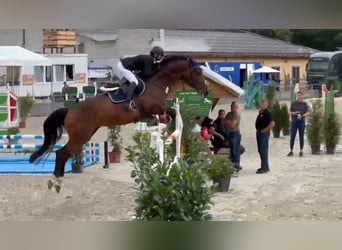 German Sport Horse, Mare, 10 years, 16.1 hh, Brown
