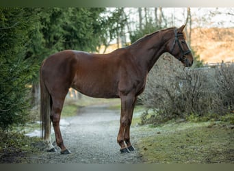 German Sport Horse, Mare, 10 years, 16.1 hh, Chestnut