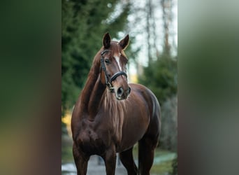 German Sport Horse, Mare, 10 years, 16.1 hh, Chestnut