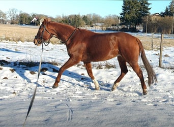 German Sport Horse, Mare, 10 years, 16.1 hh, Chestnut-Red