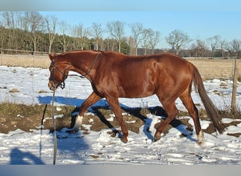 German Sport Horse, Mare, 10 years, 16.1 hh, Chestnut-Red