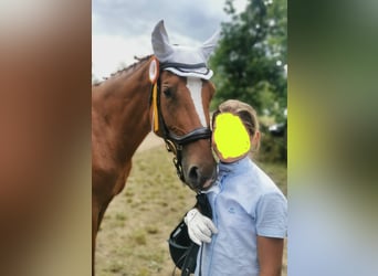German Sport Horse, Mare, 10 years, 16.1 hh, Chestnut-Red