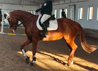 German Sport Horse, Mare, 10 years, 16.1 hh, Chestnut-Red