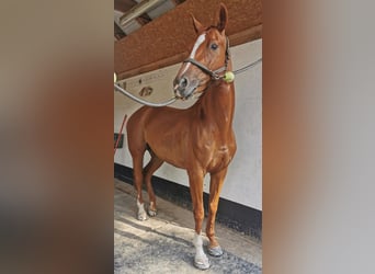 German Sport Horse, Mare, 10 years, 16.1 hh, Chestnut-Red