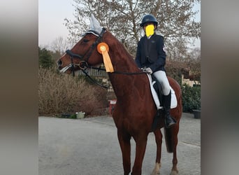 German Sport Horse, Mare, 10 years, 16.1 hh, Chestnut-Red