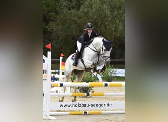 German Sport Horse, Mare, 10 years, 16,1 hh, Gray