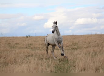 German Sport Horse, Mare, 10 years, 16.1 hh, Gray
