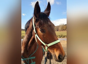 German Sport Horse, Mare, 10 years, 16.2 hh, Bay-Dark